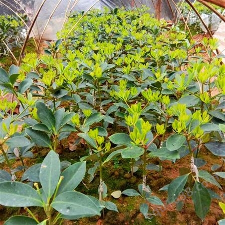 专业从事八角大料树苗产地 大茴香苗移栽方法 用优良品种嫁接大红八角批发零售