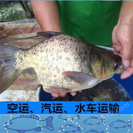 塘头价出售广东一级大头鱼苗-缩骨大头鳙鱼苗6月份规格-生长速度快