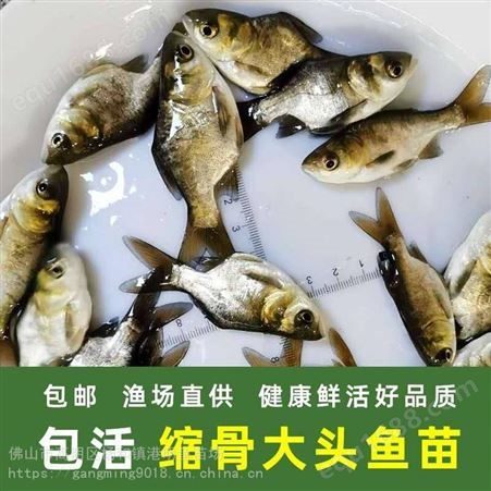 塘头价出售广东一级大头鱼苗-缩骨大头鳙鱼苗6月份规格-生长速度快