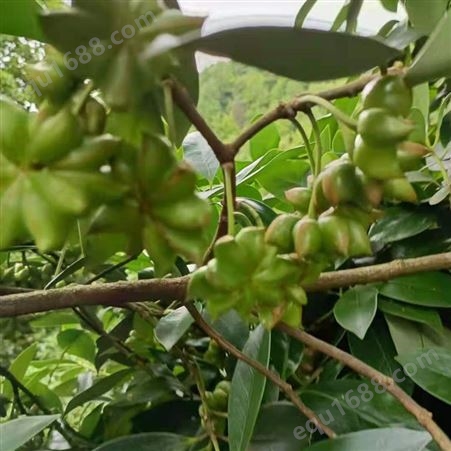 正规八角栽培论坛 八角原木价格 大茴香树可以观赏生产厂家