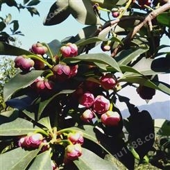 各种大料的功效与作用 八角木的叶子 一棵树收多斤大茴香厂价销售