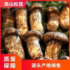 广州松茸销售 源产地供货延边鲜松茸 香格里拉松茸价格