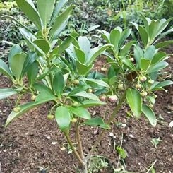 正宗大茴香种苗 八角大料树苗安康生长 大茴香的苗能买到供应商