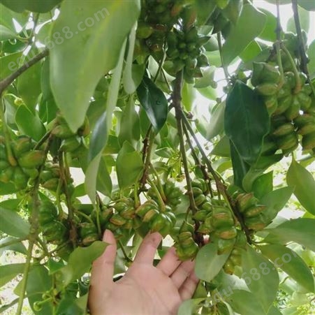 八角种植技术 八角树种植技术视频 嫁接大料苗批发 大茴香出售