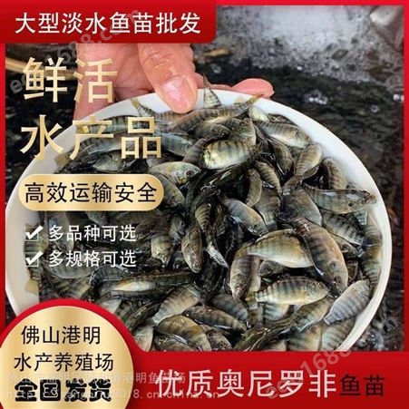 出售台北市新品种罗飞鱼苗 高产量罗飞水花苗 快大抗病力强