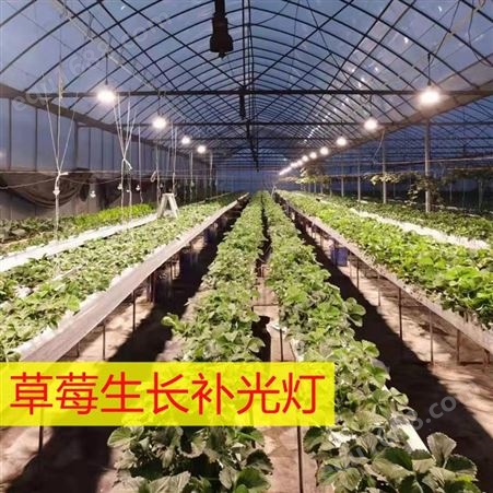 时泽农业 草莓温室大棚植物工厂系统 果蔬花卉生长LED补光灯