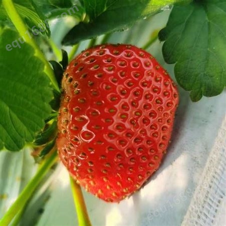 时泽农业 草莓温室大棚植物工厂系统 果蔬花卉生长LED补光灯