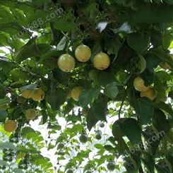 百果林大量供应黄金百香果苗 福建百香果种植基地批发 易种植管理