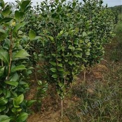 茶花树批发量大优惠农户专业种植茶花树茶花树