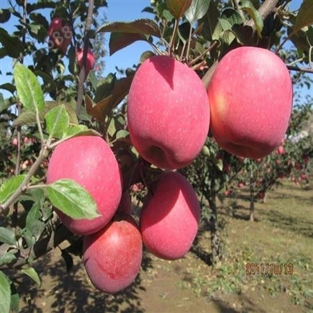 巴克艾苹果苗占地处理10000棵红星苹果苗  红富士苹果苗 价格合理