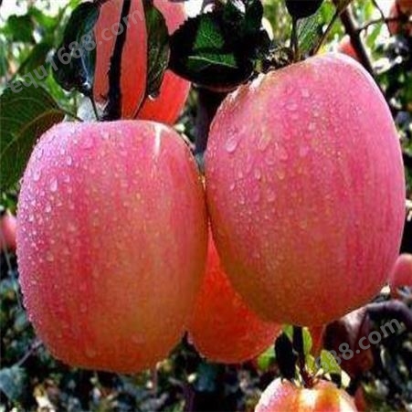 巴克艾苹果苗占地处理10000棵红星苹果苗  红富士苹果苗 价格合理