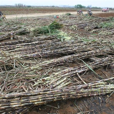 亚泰厂家生产小型甘蔗剥叶机  耿马地区使用甘蔗脱叶机ZP