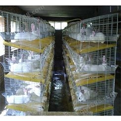 临沂兔笼厂家 兔笼笼门尺寸及 12位子母兔笼安装门图