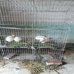 四川生产兔笼的厂家 产子兔笼 子母兔笼