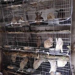 河北邢台兔笼厂家 安装子母兔笼 子母兔笼具厂家