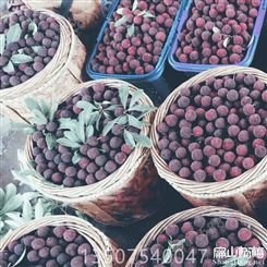湖南郴州杨梅苗种植基地 批发挂果带土发货杨梅苗价格