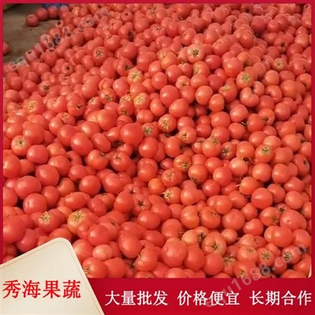 厂家直发硬粉西红柿 量多价优 包装完善 售后无忧