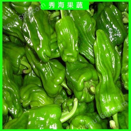 薄皮青椒 现摘新鲜青椒 个头大品种好 蔬菜批发