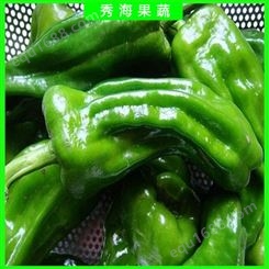 薄皮青椒 现摘新鲜青椒 个头大品种好 蔬菜批发