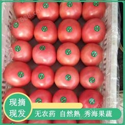 露天大西红柿新鲜蔬菜农家小番茄自然熟基地直发