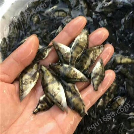 人工养殖桂鱼苗全国批发 名贵鱼种苗良种水产采购基地 优质淡水鱼苗