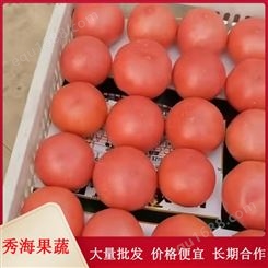 毛粉硬粉西红柿 大番茄 大果型 耐运输 常年出售