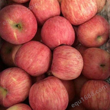 苹果市场价格分析报告 批发冷库红富士苹果