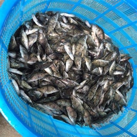 人工养殖桂鱼苗全国批发 名贵鱼种苗良种水产采购基地 优质淡水鱼苗