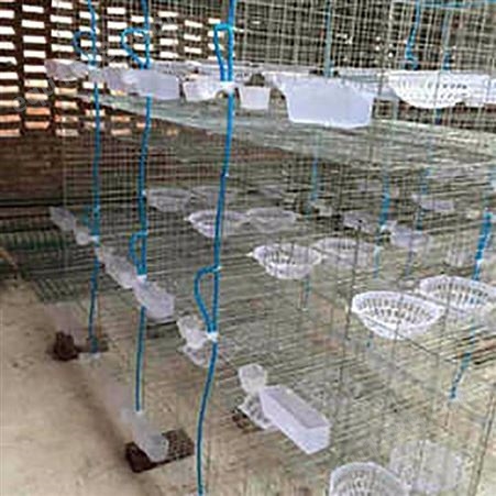 厂家销售养鸽子笼 组合种鸽笼 加粗鸽舍 配对笼可订制