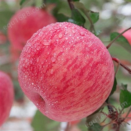 红富士苹果收购 纸袋红富士苹果冷库三级果价格