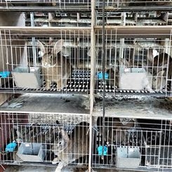 12位种兔笼 繁殖笼 商品兔养殖笼 厂家供应 兔笼价格