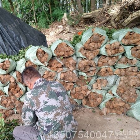 广东云浮罗定新兴县发展大果红茶种植产业