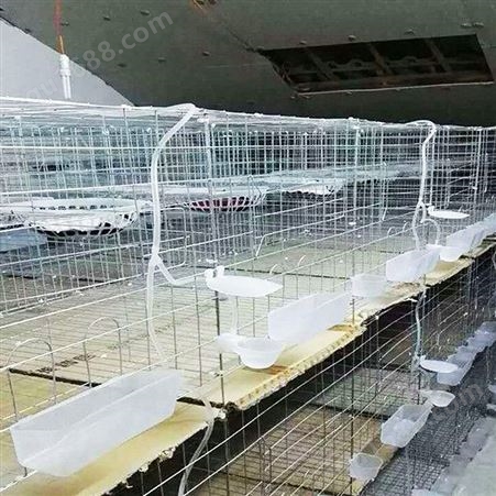 三层鸽子笼 自动立式养殖鸽笼 批发定制 加粗育雏笼
