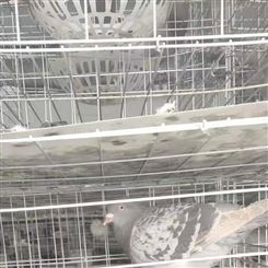 鸽场养鸽笼 组装式鸽子笼 镀锌养殖鸽笼厂家 三层鸽笼