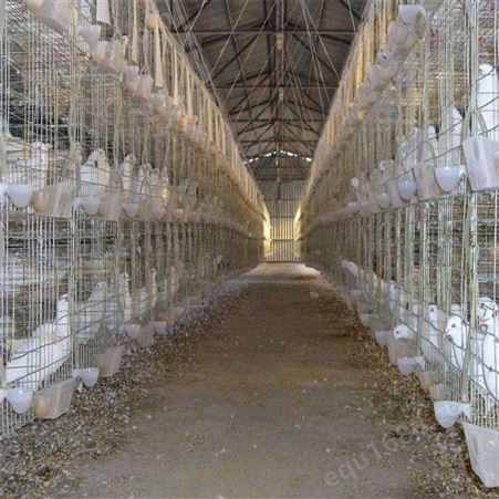 厂家销售养鸽子笼 组合种鸽笼 加粗鸽舍 配对笼可订制