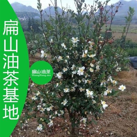 广东云浮罗定新兴县发展大果红茶种植产业