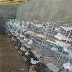 鸽子笼 铁丝笼 运输笼 广旺养殖笼 镀锌笼