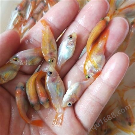 优质彩虹鲷红罗非鱼种苗 现货供应 提供免费技术指导 渔场高品质鱼苗