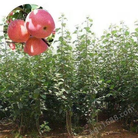 丽江苹果苗批发 丽江兴禾农业种植有限公司 红富士苹果苗