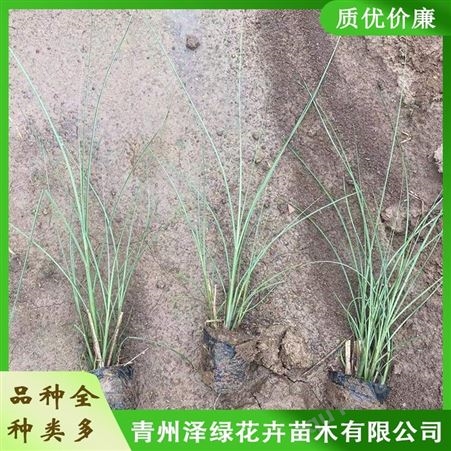 青州细叶芒种植基地 泽绿 出售细叶芒苗 质量优