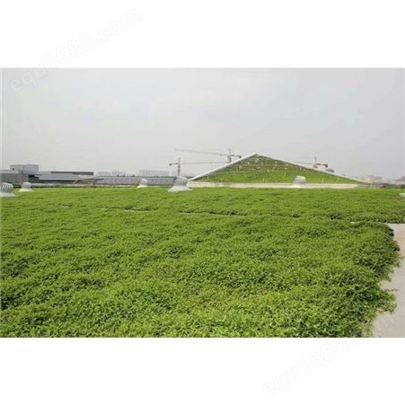 屋顶绿化设计 江苏墙体高架绿化可定制