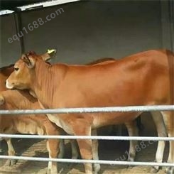 3-6个月黄牛崽批发 黄牛犊价格 小牛苗 4个月小黄牛价格 龙翔