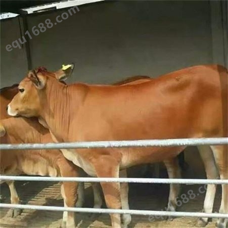 3-6个月黄牛崽批发 黄牛犊价格 小牛苗 4个月小黄牛价格 龙翔