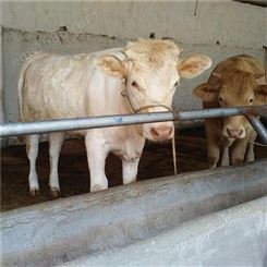纯种鲁西黄牛 改良黄牛犊 肉牛犊批发 肉牛苗养殖
