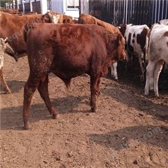 小牛犊价格  鲁西黄牛饲养技术 肉牛犊价格 鲁西黄牛小牛 龙翔 牧业
