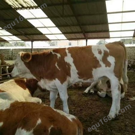 龙翔肉牛养殖场 肉牛犊批发 小牛犊价格 小黄牛养殖效益
