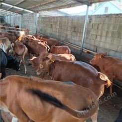 种牛养殖场种牛犊-鲁西黄牛-育肥鲁西黄牛-小牛犊子价格-龙翔牧业