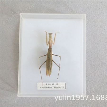 地下害虫标本 高校教学标本 干制昆虫标本 教育教学使用
