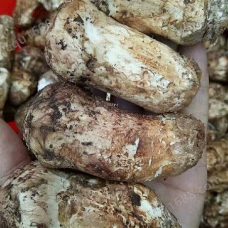 批发松茸 菌类系列松茸 香格里拉松茸销售 松茸产区