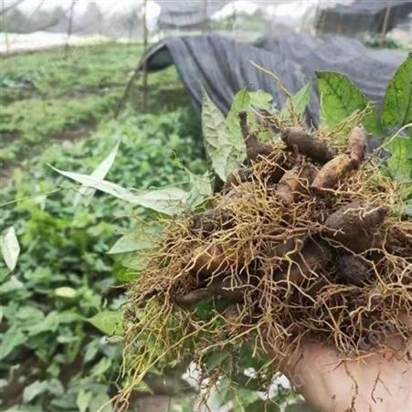 金果榄种子厂家 金果榄基地直销 金果榄育苗方法